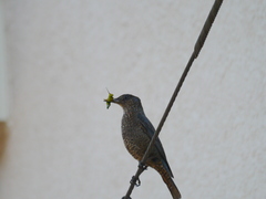 Monticola solitarius