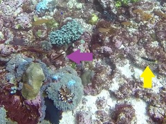 Thalassoma jansenii