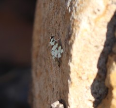 Conchylodes octonalis