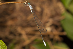 Labidiosticta vallisi