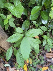 Palicourea brachiata
