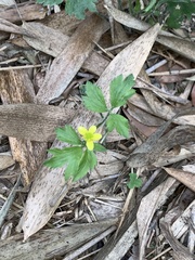 Ranunculus cantoniensis