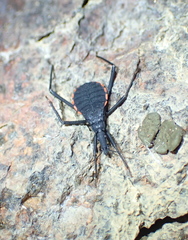 Dipetalogaster maximus