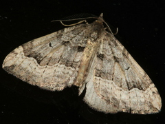 Epyaxa hyperythra