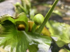 Nuphar pumila