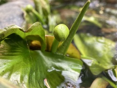 Nuphar pumila