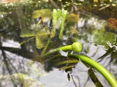Nuphar pumila
