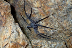 Califorctenus cacachilensis