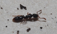 Ponera pennsylvanica