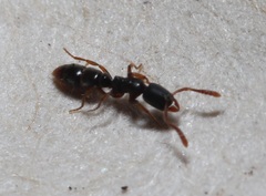 Ponera pennsylvanica