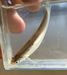 Notropis blennius