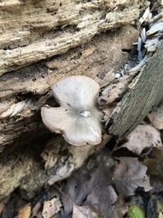 Pluteus americanus