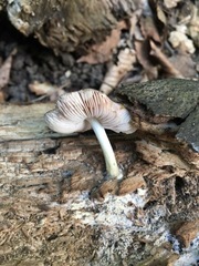 Pluteus americanus
