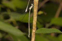 Labidiosticta vallisi