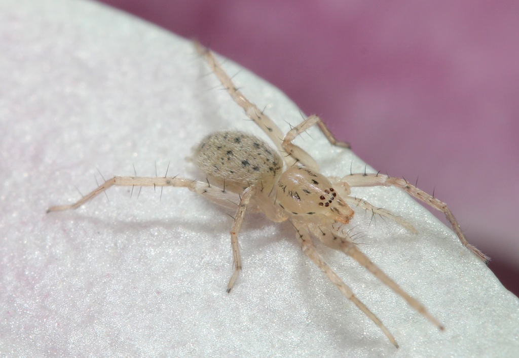 Long-legged Ghost Spider