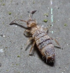 Entomobrya assuta