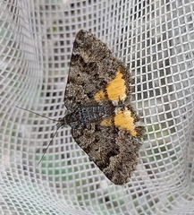 Paranotoreas brephosata