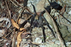 Califorctenus cacachilensis