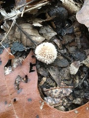 Lycoperdon pulcherrimum