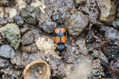 Panagaeus bipustulatus