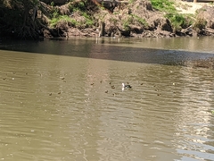 Cairina moschata domestica