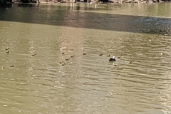 Cairina moschata domestica