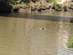 Cairina moschata domestica