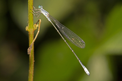 Labidiosticta vallisi