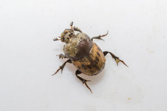 Onthophagus lemur