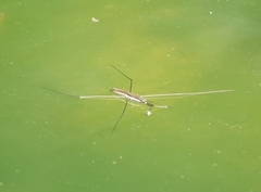 Aquarius elongatus