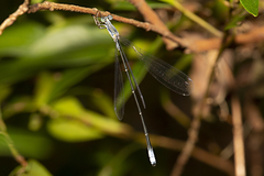 Labidiosticta vallisi