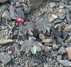 Oxalis loricata