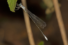 Labidiosticta vallisi