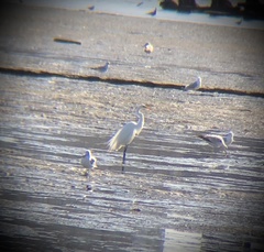 Ardea alba