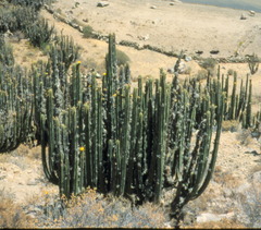 Corryocactus brevistylus