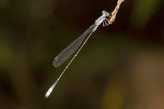 Labidiosticta vallisi