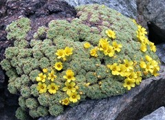 Oxalis erythrorrhiza