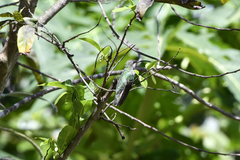 Anthracothorax aurulentus