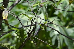 Anthracothorax aurulentus