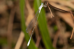 Labidiosticta vallisi