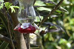 Anthracothorax aurulentus