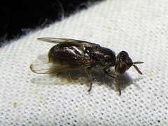 Senopterina foxleei