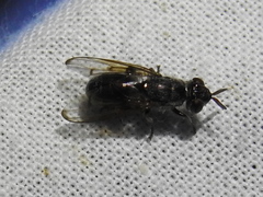 Senopterina foxleei