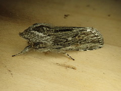 Cucullia pulla