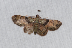 Gymnoscelis derogata