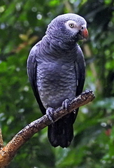 Psittacus erithacus timneh