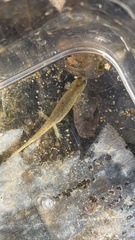 Desmognathus fuscus