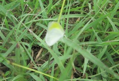 Eurema agave