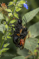 Sphex tepanecus