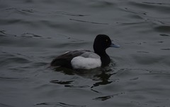 Aythya affinis